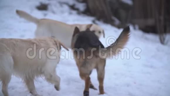 猎犬拉布拉多犬和牧羊犬视频的预览图