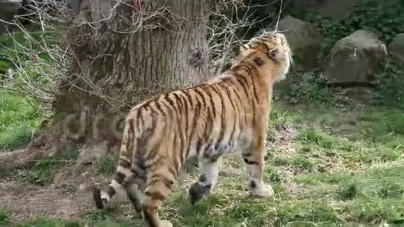 老虎跳起来抓吊着的食物视频的预览图