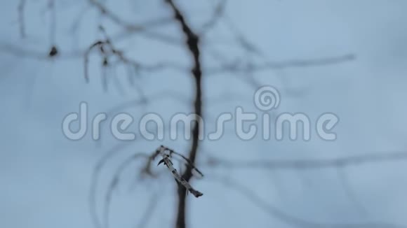 森林中一棵老死树的弯曲的树枝晴朗的蓝天背景古老的死树视频的预览图