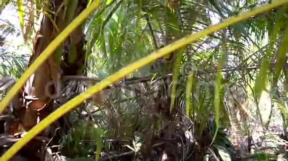 穿过丛林我们穿过灌木丛树木绿树丛和棕榈树视频的预览图