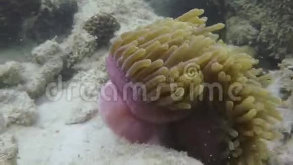 海葵在水下的水流中摇摆视频的预览图