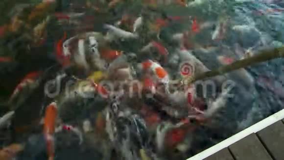 锦鲤鱼疯狂的吃着食物视频的预览图