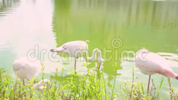 粉红色的火烈鸟在湖上湖上几只粉红色的火烈鸟快关门野生动物保护概念视频的预览图