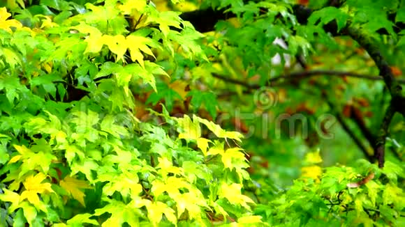 红黄绿湿的枫叶在雨中迎风爬行视频的预览图