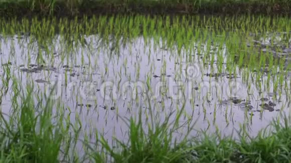 背景观察水稻幼嫩绿芽生长在水稻田美丽的健康田野有新鲜的绿叶视频的预览图