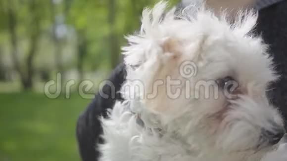 在美丽的绿色公园里把可爱的白色毛茸茸的狗放在未被认出的男孩手上家庭假期视频的预览图