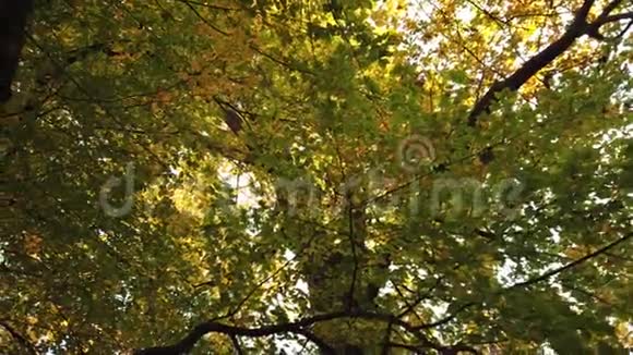 在北部森林的一棵大树上俯视着绿和黄的叶子视频的预览图