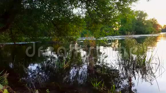 有悬树的池塘景色和水面的倒影湖光山色水色清澈视频的预览图