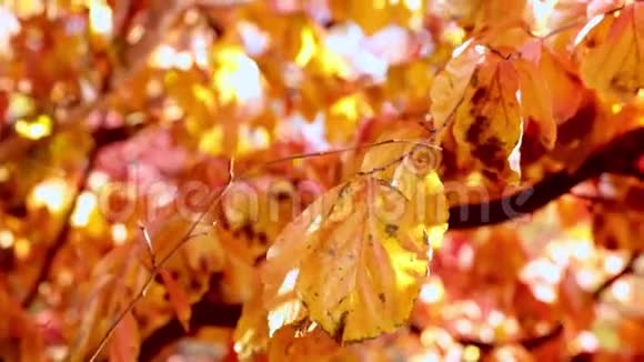 秋天的亮黄色叶子视频的预览图