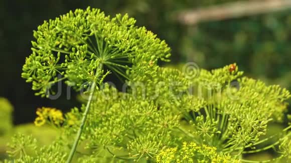 在一个农民的种植园生长着鳃绒毛花序特写盛开的鳃在夏天春天在花园里视频的预览图