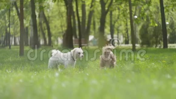 两只可爱的毛茸茸的小狗在公园户外的绿草上奔跑视频的预览图