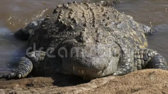前面靠近马拉河两岸一条巨大鳄鱼视频的预览图