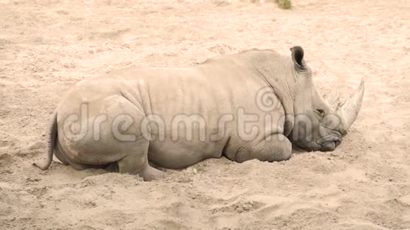 大犀牛躺在沙滩上犀牛躺在露天动物园的地上特写视频的预览图