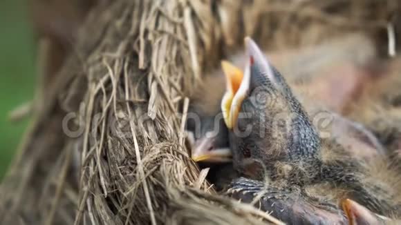 新生的鹅口疮雏鸟的头它们睡在一个靠近的巢里视频的预览图
