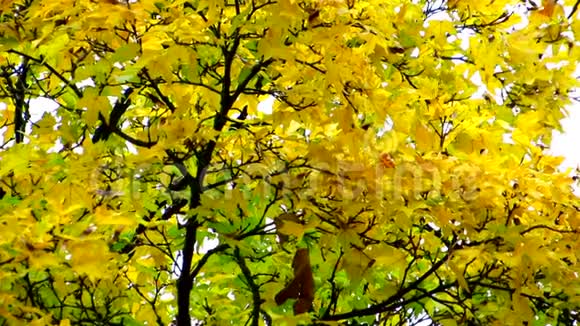 红黄绿湿的枫叶在雨中迎风爬行视频的预览图