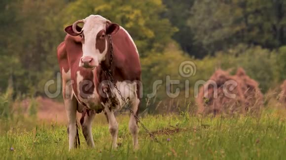 草地上的牛在草地上吃草燕麦牛奶的概念农业背景绿色旅游生态生活方式健康视频的预览图
