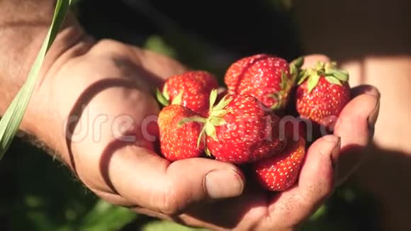 一个人手从灌木丛中取出一个红色的草莓放在他的手掌里农民收获成熟的浆果园丁的手视频的预览图