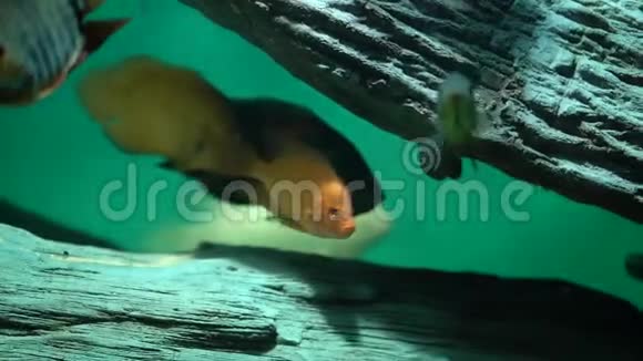 美丽的鱼海洋馆深海海底世界视频的预览图