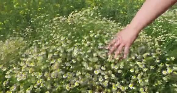 手的女孩穿过洋甘菊的花朵视频的预览图