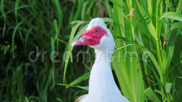 一只雄鸭在池塘的灌木丛中视频的预览图