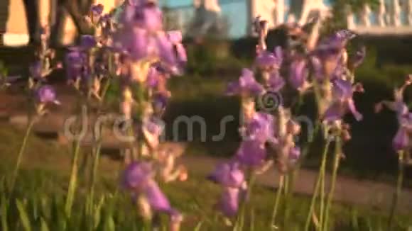 紫色的虹膜在夕阳下紫色虹膜在花坛中相机从右向左移动视频的预览图