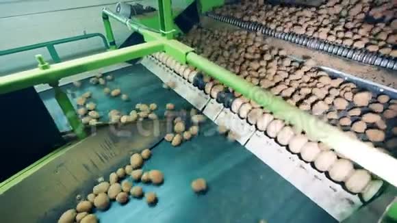 肮脏的土豆在工业传送带上移动以清洗视频的预览图