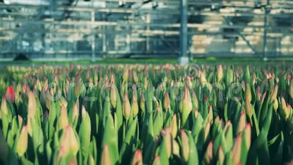 未膨胀的郁金香花在温室里的地上生长视频的预览图