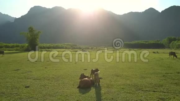 飞像电影水牛躺在无边无际的绿色山谷中视频的预览图