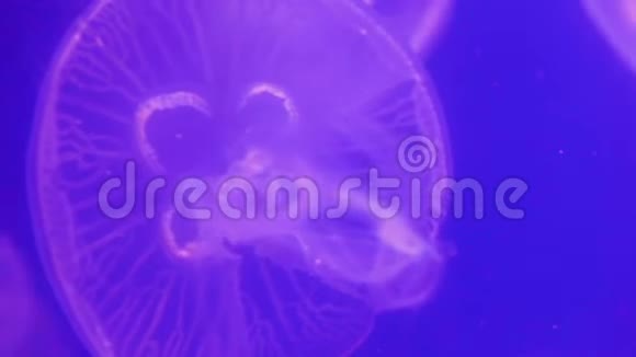 4K一组荧光粉水母在水族馆游泳池游泳视频的预览图