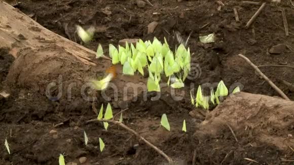 一群绿蝴蝶在泥土上觅食视频的预览图