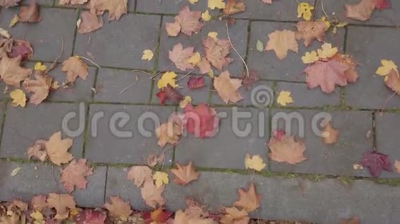 走在秋天的小巷里一半是红色的枫叶视频的预览图