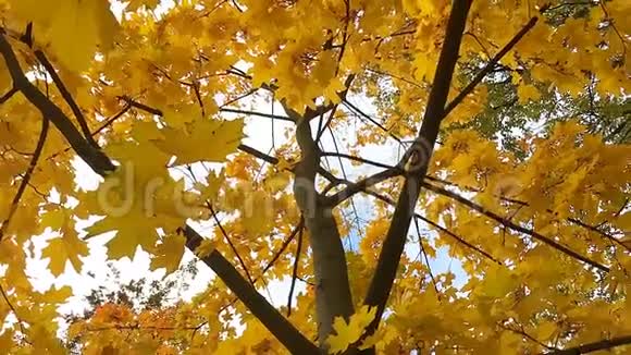 秋风中的落叶视频的预览图