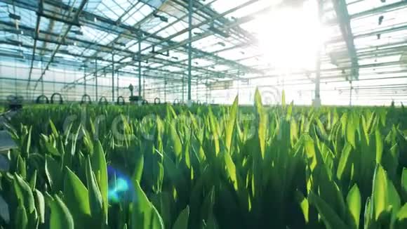 郁金香生长在一个大温室的花坛里视频的预览图
