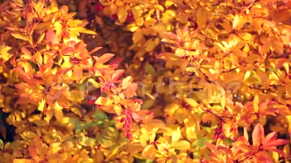 巴宝莉植物覆盖着树叶和浆果的特写在秋叶的背景上视频的预览图