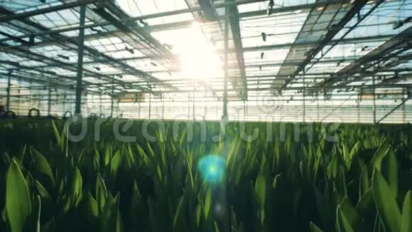 许多郁金香花生长在一个特殊的温室视频的预览图