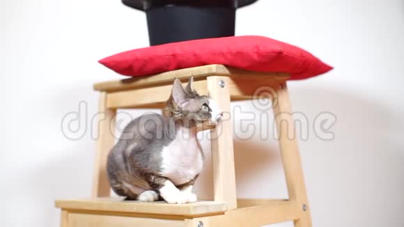 猫德文雷克斯坐在椅子上打哈欠视频的预览图