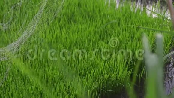 背景幼嫩多汁的绿芽覆盖着水稻的网生长着美丽的健康田野清新的绿色视频的预览图