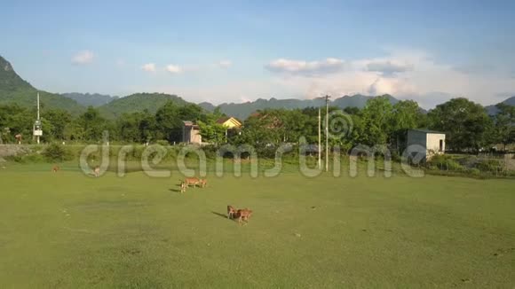 平静的水牛在绿油油的草地上吃草视频的预览图