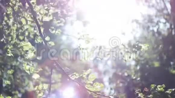在温暖的夏日里阳光透过树叶闪闪发光明亮的彩色镜头视频的预览图