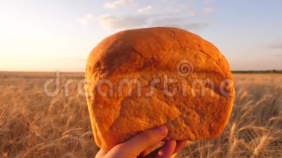 在麦田的背景下手里拿着圆面包从面粉中烘烤又热又新鲜又茂盛的面包最喜欢的视频的预览图