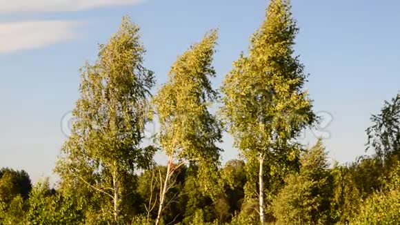 三棵桦树在风中蓝天视频的预览图