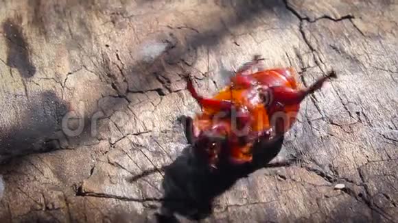 一只棕色的大虫子躺在它的背上摆动着它的腿阳光明媚的早晨五月金龟山视频的预览图