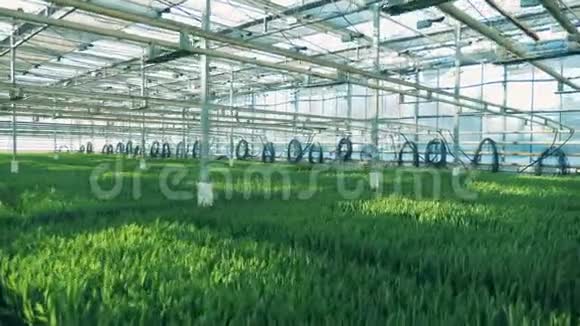 绿色植物在一个大温室里成排生长视频的预览图