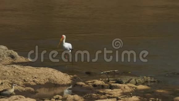 在马赛马拉的马拉河发现一只黄嘴鹳视频的预览图