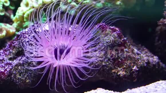 印度洋太平洋热带动物物种水下一根花管海葵发出紫色光芒视频的预览图