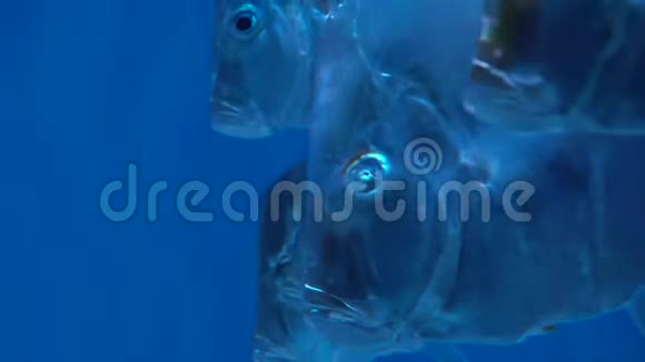基辅水族馆中蓝色水中的鱼视频的预览图