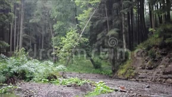 降雨在林架集中山涧在雨中流淌带水的野生景观视频的预览图