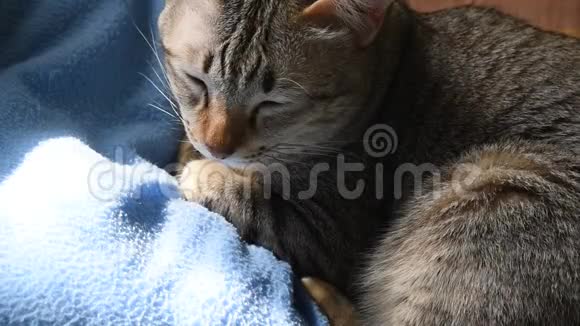 睡眼的灰猫会睡在家里的蓝色枕头上下午的阳光透过窗户照射进来视频的预览图