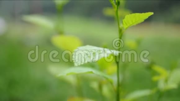 夏日绿色植物视频特写视频的预览图