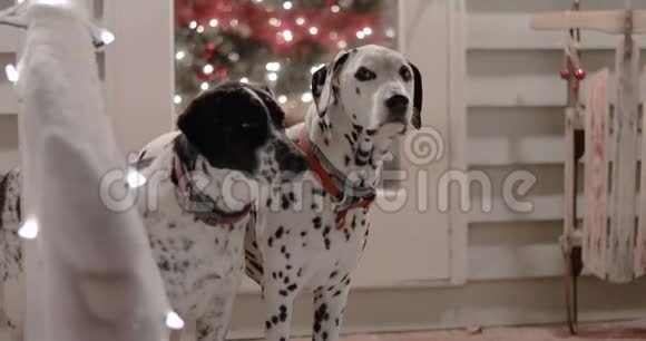 圣诞装饰的达尔马提亚狗和猎狗视频的预览图